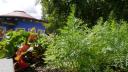 Hochbeet im Sommer im Garten des Haus der Kinder im Spessart